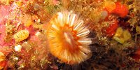 220 Dent de chien (Caryophyllia smithii)